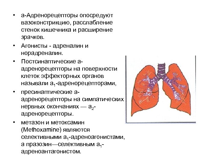  • a Адренорецепторы опосредуют вазоконстрикцию, расслабление стенок кишечника и расширение зрачков. • Агонисты