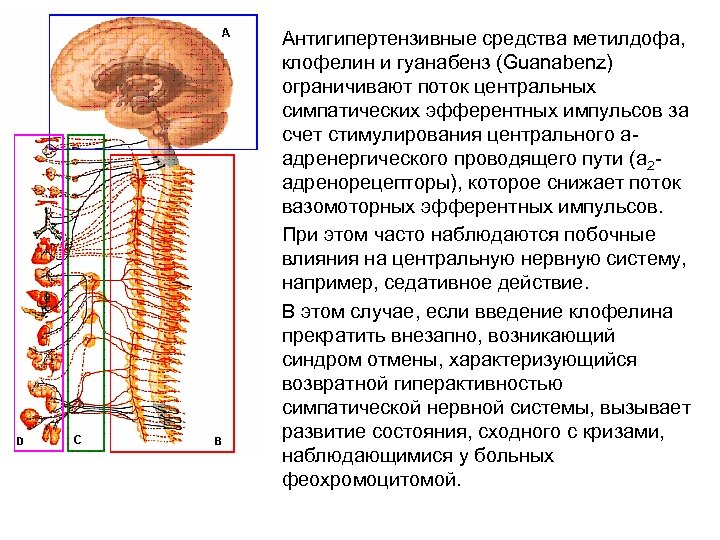  • Антигипертензивные средства метилдофа, клофелин и гуанабенз (Guanabenz) ограничивают поток центральных симпатических эфферентных