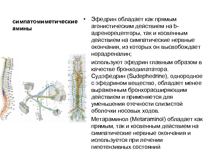 симпатомиметические • Эфедрин обладает как прямым агонистическим действием на b амины адренорецепторы, так и