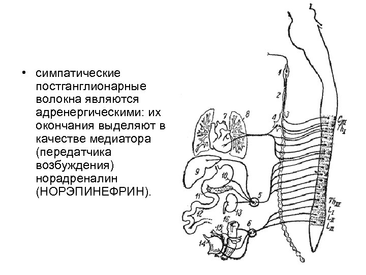  • симпатические постганглионарные волокна являются адренергическими: их окончания выделяют в качестве медиатора (передатчика