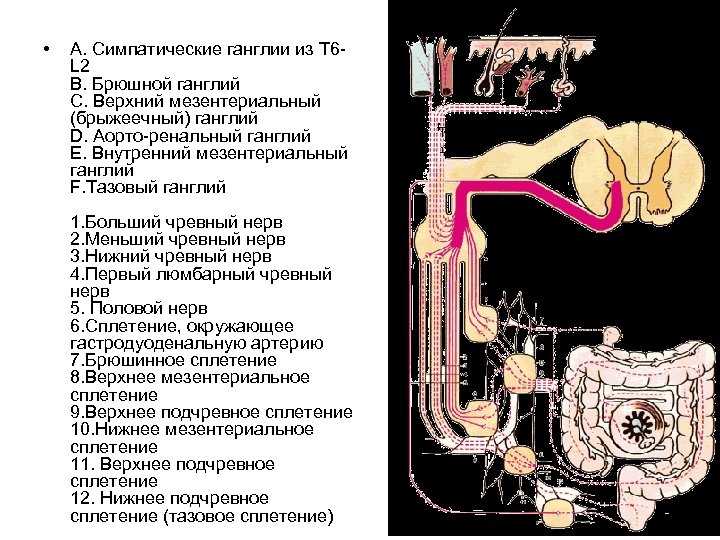  • A. Симпатические ганглии из T 6 L 2 B. Брюшной ганглий C.