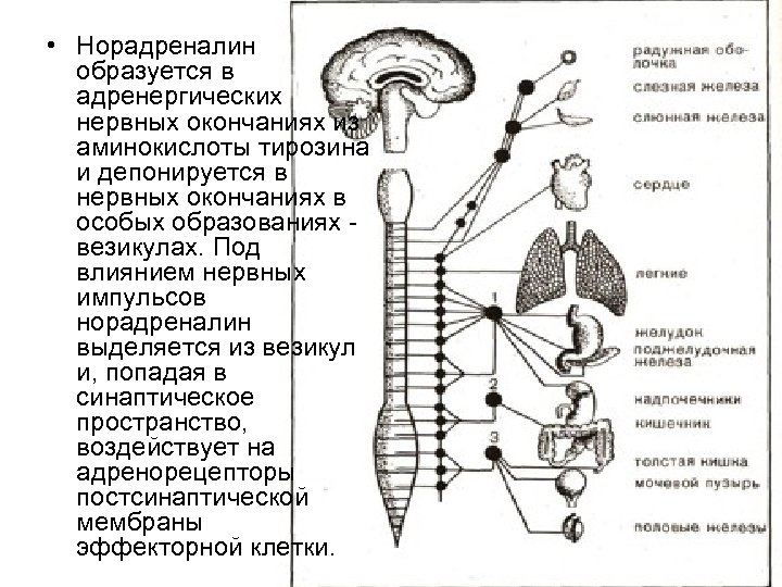  • Норадреналин образуется в адренергических нервных окончаниях из аминокислоты тирозина и депонируется в