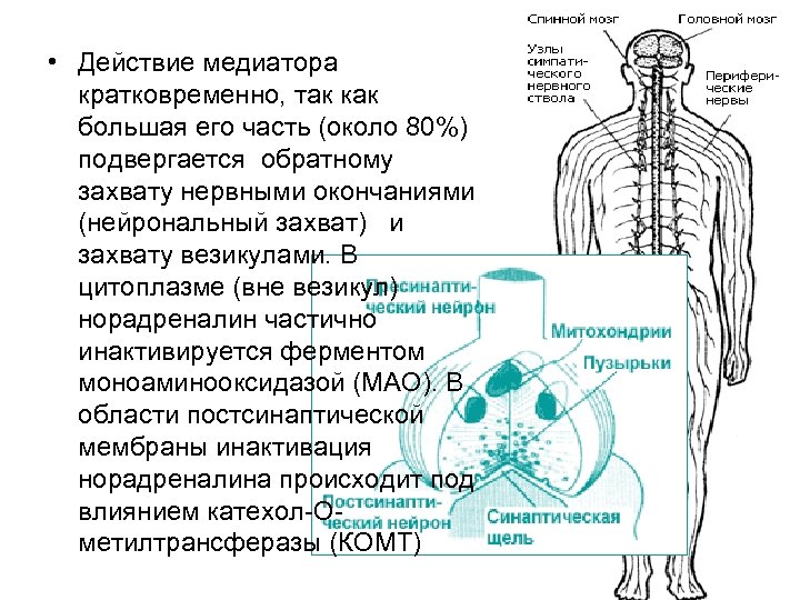  • Действие медиатора кратковременно, так как большая его часть (около 80%) подвергается обратному