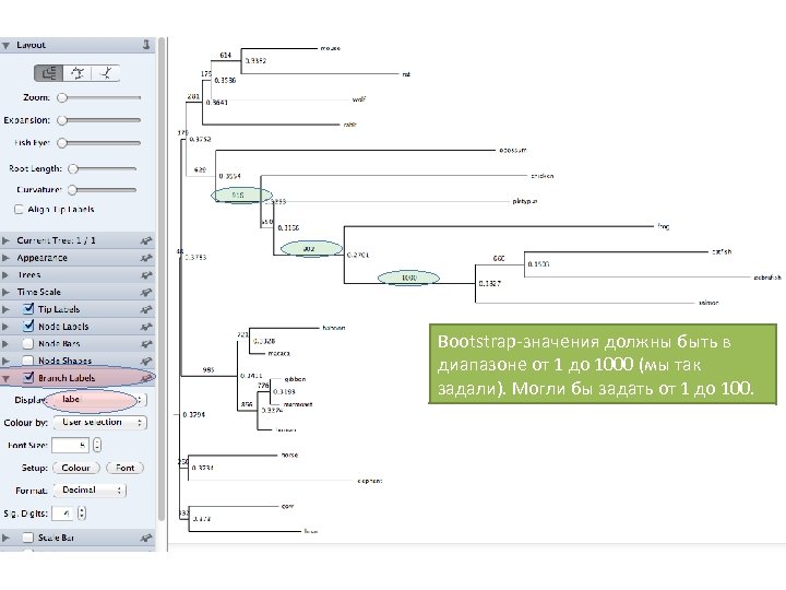 Bootstrap-значения должны быть в диапазоне от 1 до 1000 (мы так задали). Могли бы