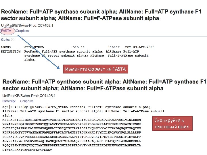 Измените формат на FASTA Скопируйте в текстовый файл 