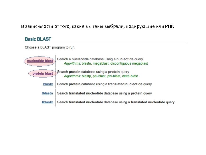 В зависимости от того, какие вы гены выбрали, кодирующие или РНК 