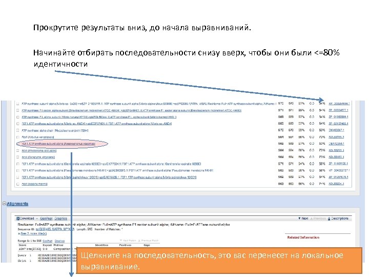 Прокрутите результаты вниз, до начала выравниваний. Начинайте отбирать последовательности снизу вверх, чтобы они были