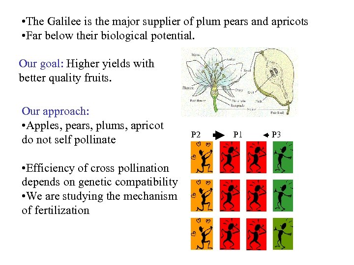  • The Galilee is the major supplier of plum pears and apricots •