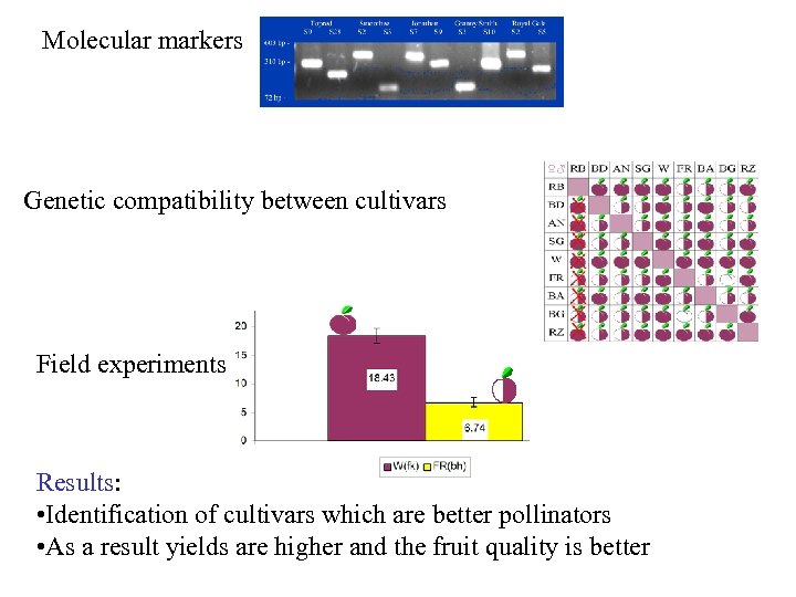 Molecular markers Genetic compatibility between cultivars Field experiments Results: • Identification of cultivars which