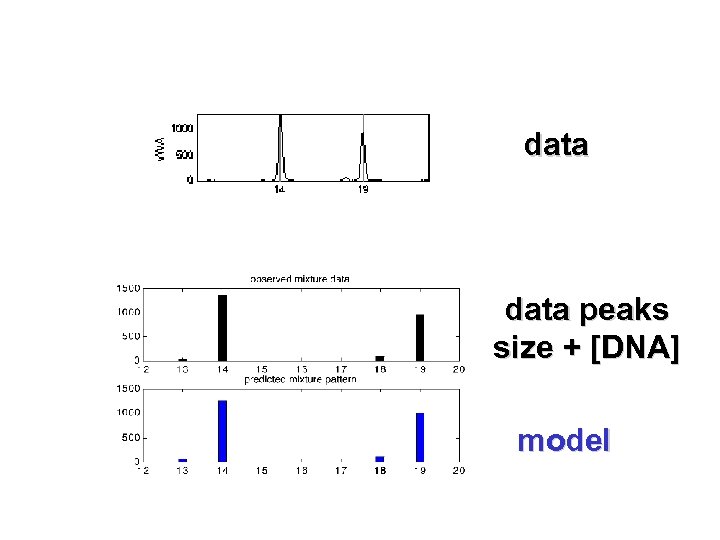 data peaks size + [DNA] model 