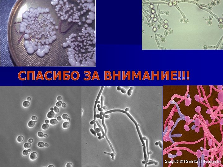 СПАСИБО ЗА ВНИМАНИЕ!!! 