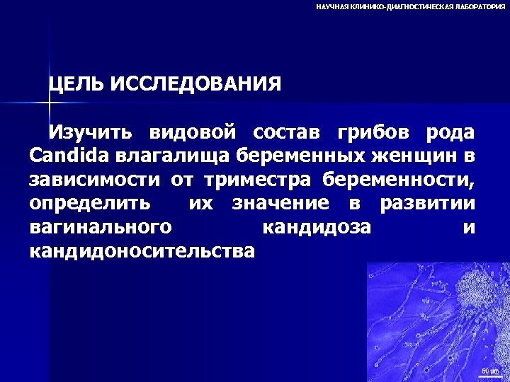НАУЧНАЯ КЛИНИКО-ДИАГНОСТИЧЕСКАЯ ЛАБОРАТОРИЯ ЦЕЛЬ ИССЛЕДОВАНИЯ Изучить видовой состав грибов рода Candida влагалища беременных женщин
