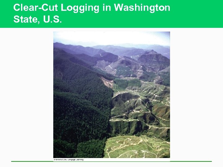 Clear-Cut Logging in Washington State, U. S. 