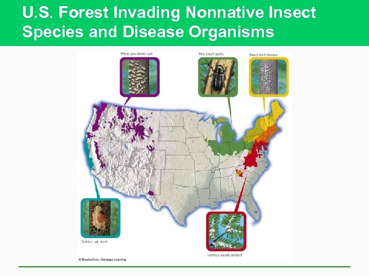 U. S. Forest Invading Nonnative Insect Species and Disease Organisms 