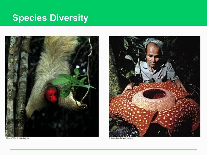 Species Diversity 