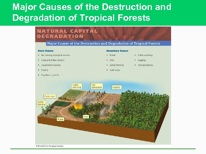 Major Causes of the Destruction and Degradation of Tropical Forests 