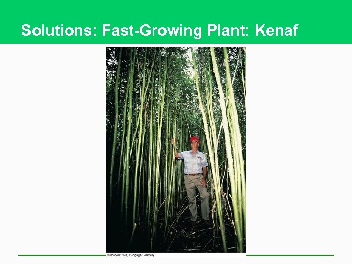 Solutions: Fast-Growing Plant: Kenaf 