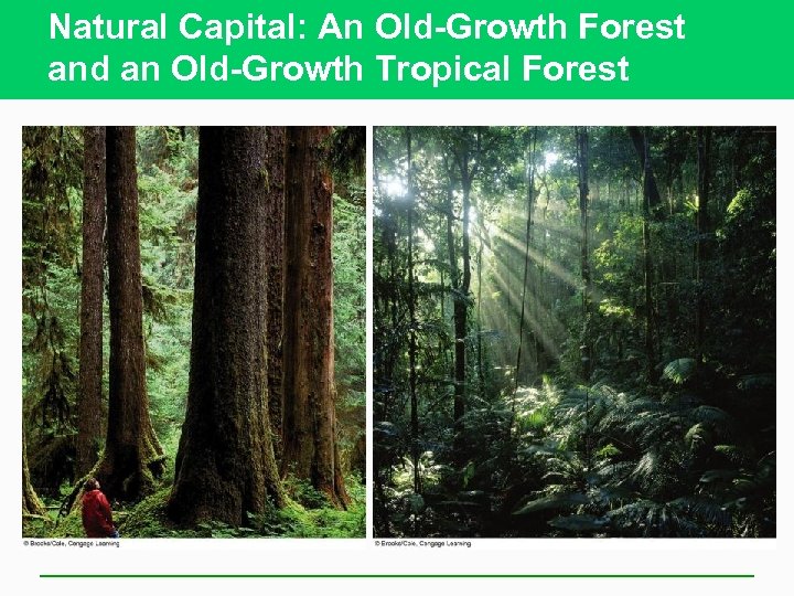 Natural Capital: An Old-Growth Forest and an Old-Growth Tropical Forest 