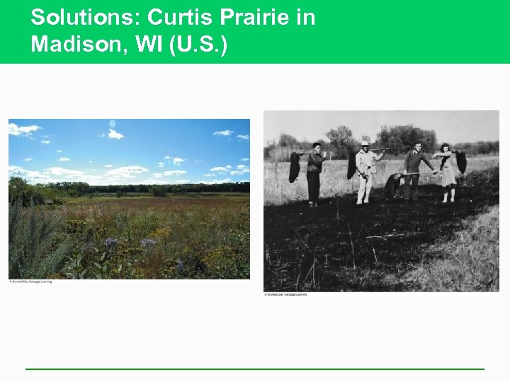 Solutions: Curtis Prairie in Madison, WI (U. S. ) 