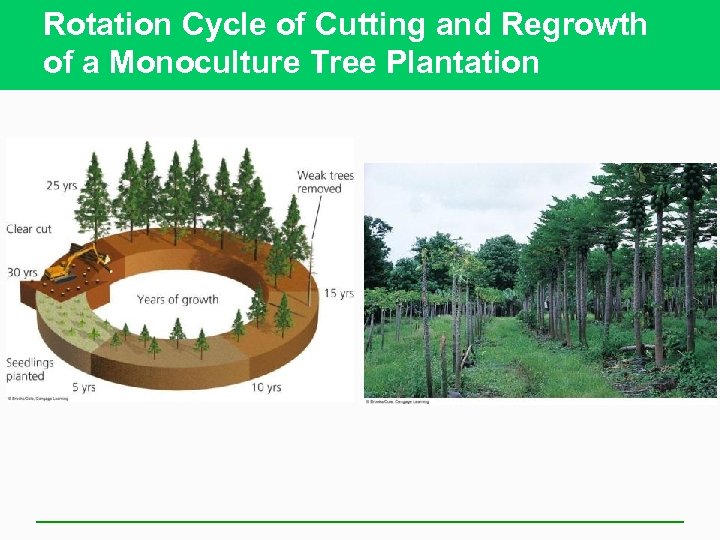 Rotation Cycle of Cutting and Regrowth of a Monoculture Tree Plantation 