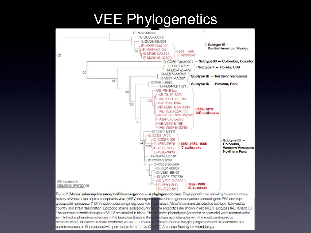 VEE Phylogenetics 