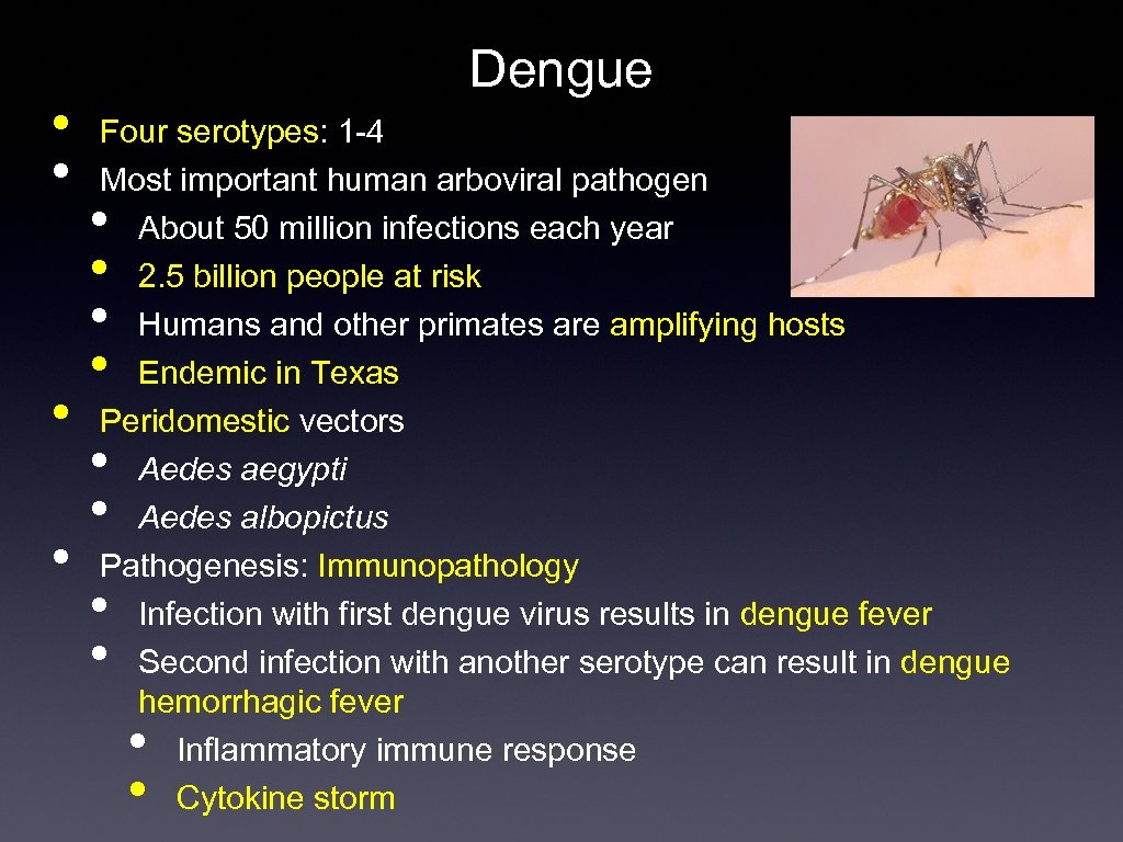  • • Dengue Four serotypes: 1 -4 Most important human arboviral pathogen About