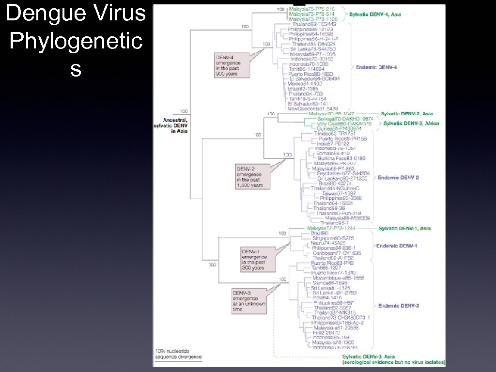 Dengue Virus Phylogenetic s 