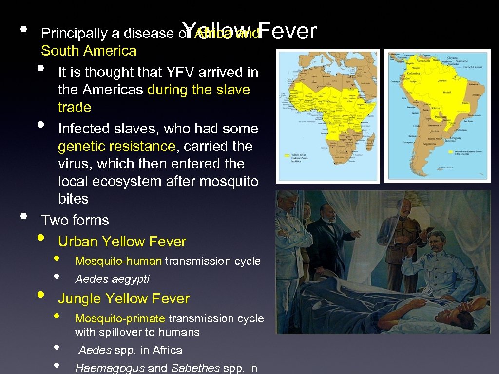  • Yellow Fever Principally a disease of Africa and South America It is