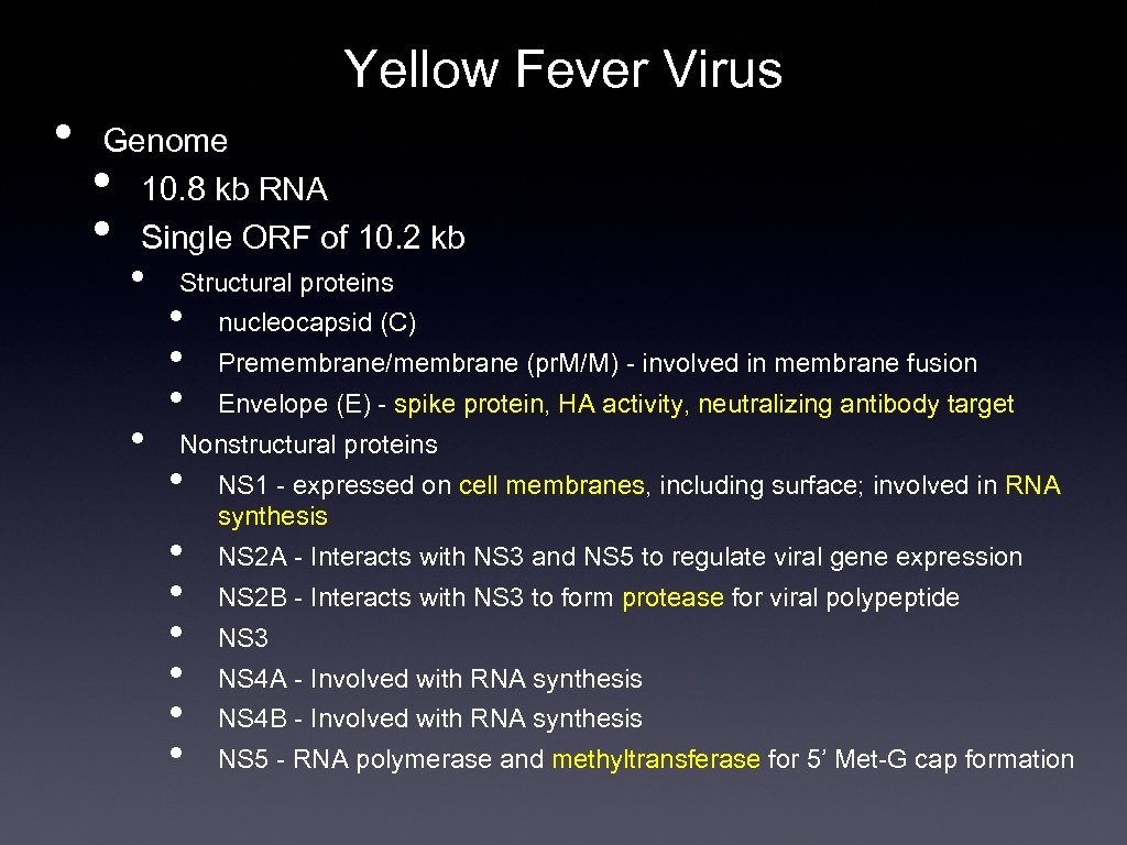 Yellow Fever Virus • Genome 10. 8 kb RNA Single ORF of 10. 2