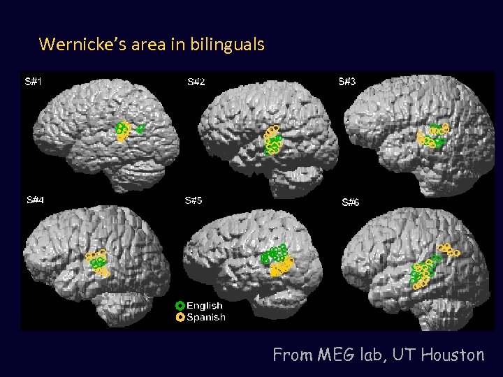 Wernicke’s area in bilinguals From MEG lab, UT Houston 