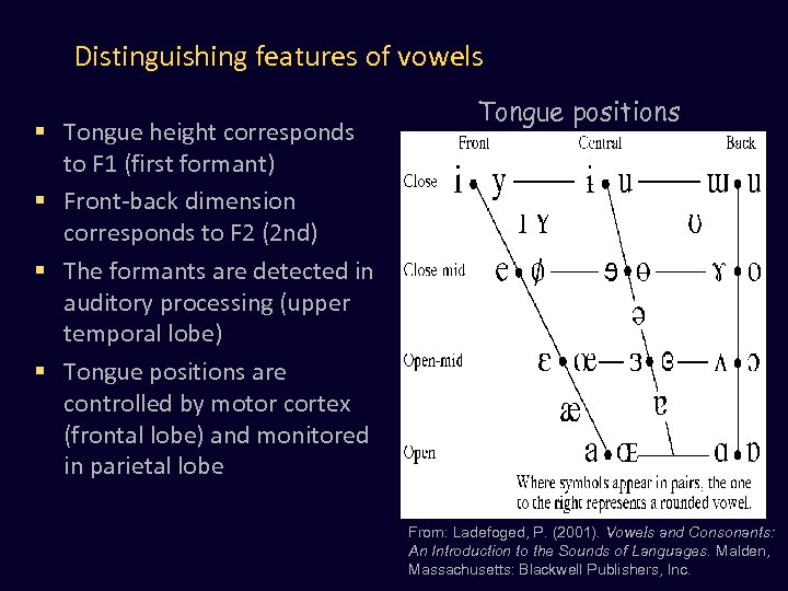 Distinguishing features of vowels § Tongue height corresponds to F 1 (first formant) §