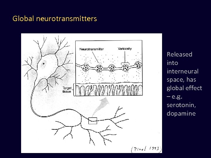 Global neurotransmitters Released into interneural space, has global effect – e. g. serotonin, dopamine