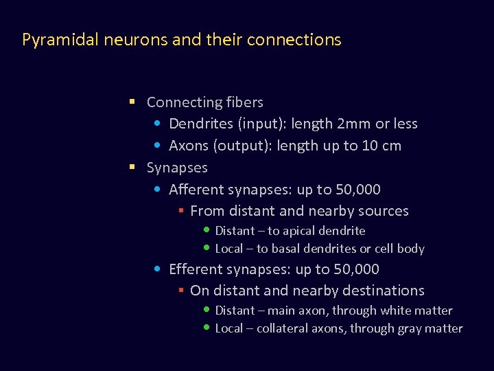 Pyramidal neurons and their connections § Connecting fibers • Dendrites (input): length 2 mm