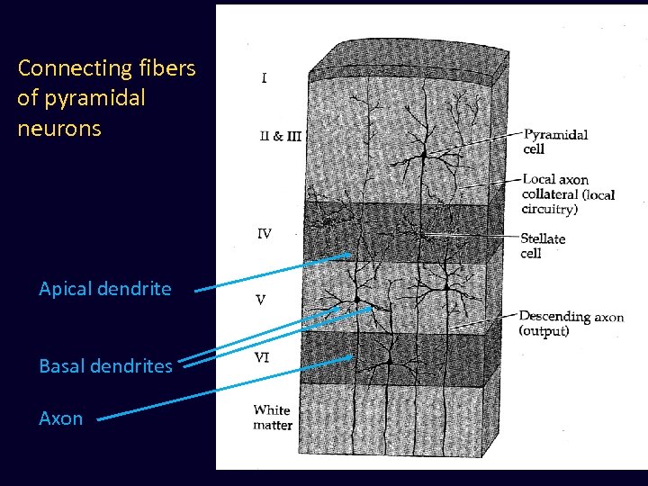 Connecting fibers of pyramidal neurons Apical dendrite Basal dendrites Axon 