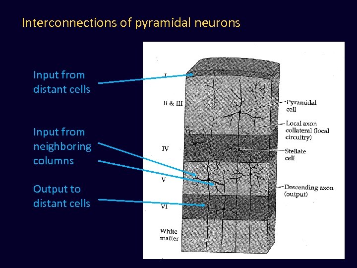 Interconnections of pyramidal neurons Input from distant cells Input from neighboring columns Output to