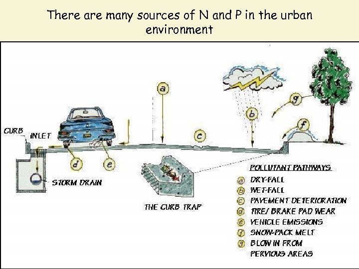 There are many sources of N and P in the urban environment 