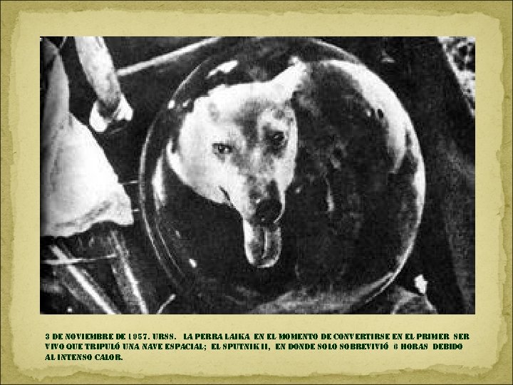 3 de noviembre de 1957. urss. la perra laika en el momento de convertirse