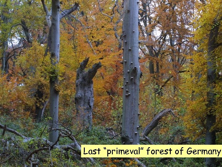 Last “primeval” forest of Germany Gisela Stolpe, Bf. N 