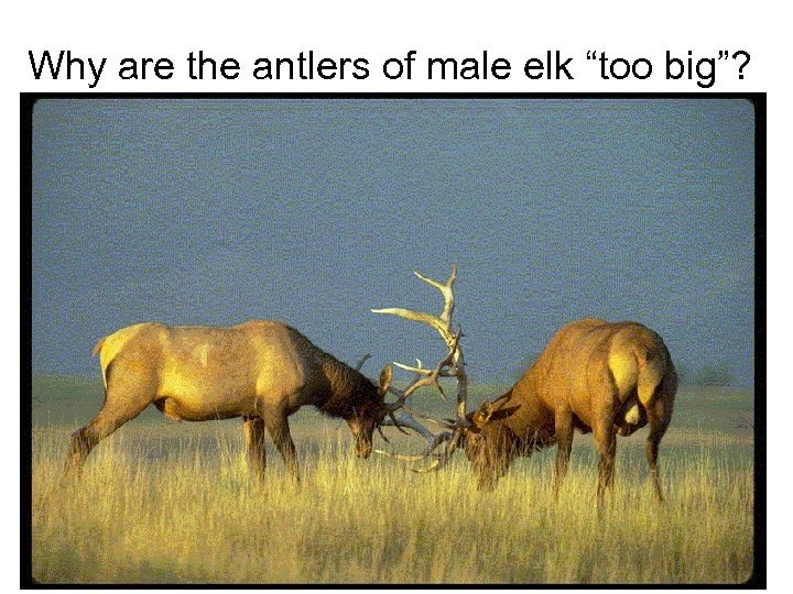 Why are the antlers of male elk “too big”? 