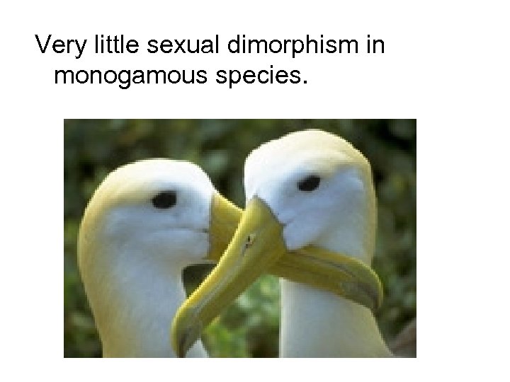 Very little sexual dimorphism in monogamous species. 