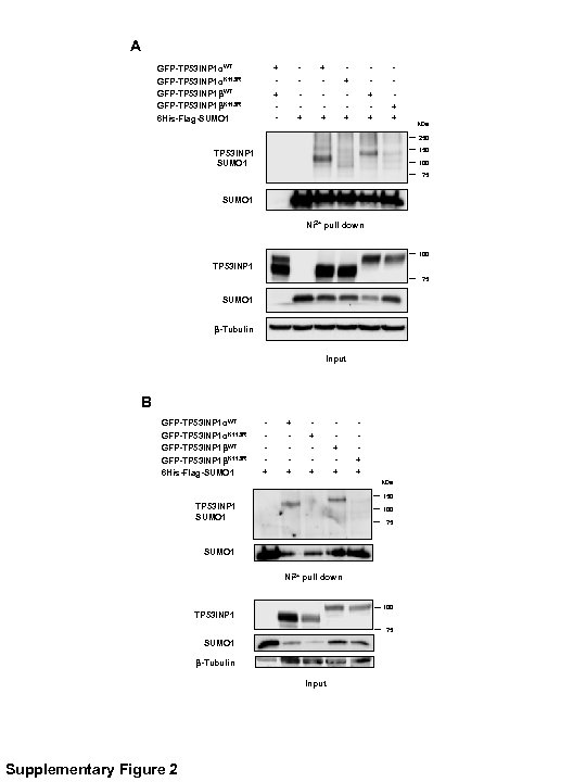 A + - - - - + - GFP-TP 53 INP 1αWT GFP-TP 53