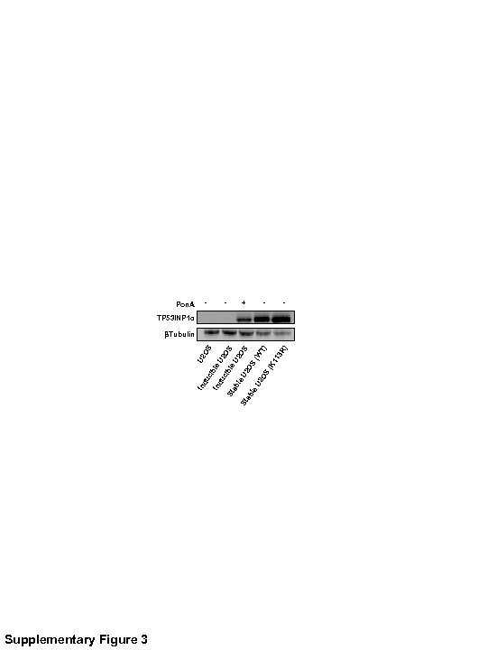 Supplementary Figure 3 U 2 OS du In le U cib 2 O S