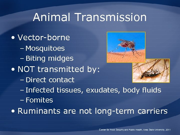 Animal Transmission • Vector-borne – Mosquitoes – Biting midges • NOT transmitted by: –
