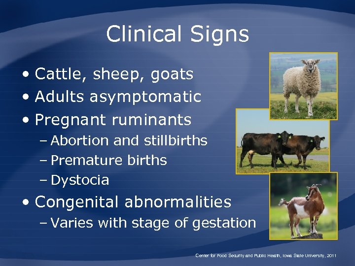 Clinical Signs • Cattle, sheep, goats • Adults asymptomatic • Pregnant ruminants – Abortion