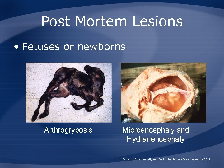 Post Mortem Lesions • Fetuses or newborns Arthrogryposis Microencephaly and Hydranencephaly Center for Food