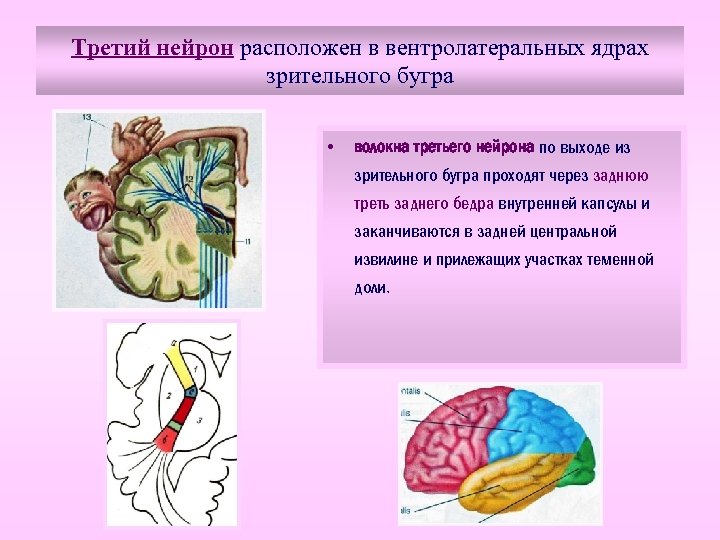 Третий нейрон расположен в вентролатеральных ядрах зрительного бугра • волокна третьего нейрона по выходе