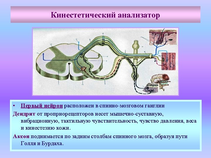 Кинестетический анализатор • Первый нейрон расположен в спинно-мозговом ганглии Дендрит от проприорецепторов несет мышечно-суставную,