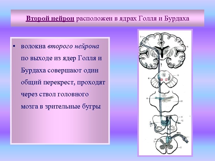 Путь голля и бурдаха схема