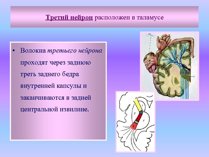 Третий нейрон расположен в таламусе • Волокна третьего нейрона проходят через заднюю треть заднего