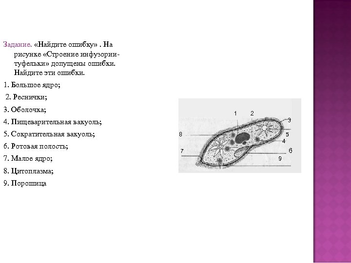 Задание. «Найдите ошибку» . На рисунке «Строение инфузориитуфельки» допущены ошибки. Найдите эти ошибки. 1.